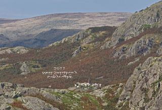 Hounds in the Lake District by Betty Fold Gallery